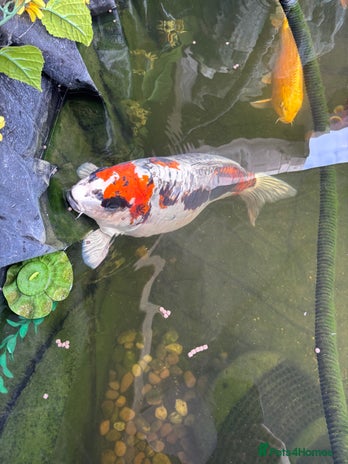 Koi Carp fish - Advert 13