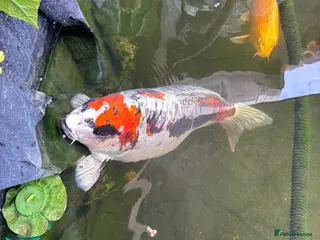 Koi Carp fish Doitsu Beni kikokuryu, 47cm - Advert 6
