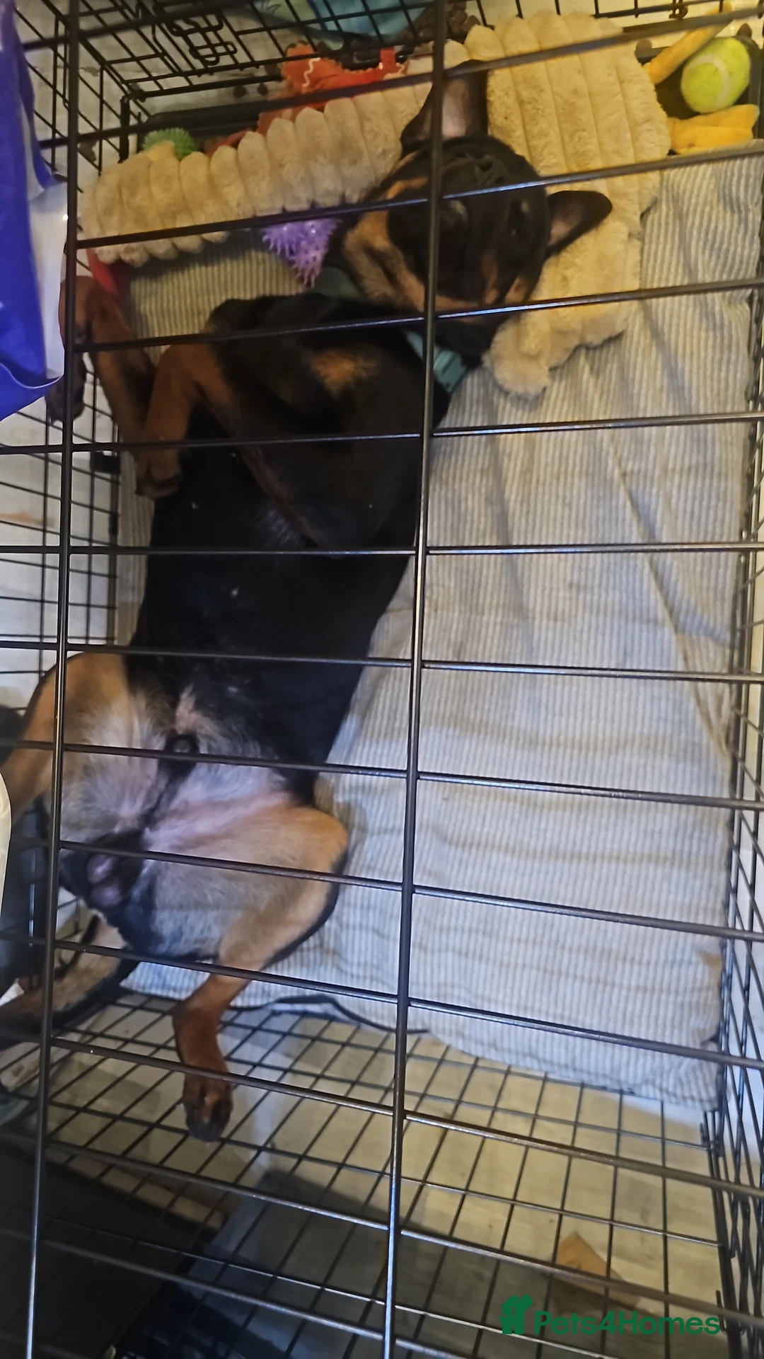 Rottweiler dogs for sale: 11 month male rottweiler  in Solihull - Advert 2