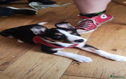 Mixed Breed dogs for sale: Looking for a new home  - Image 3