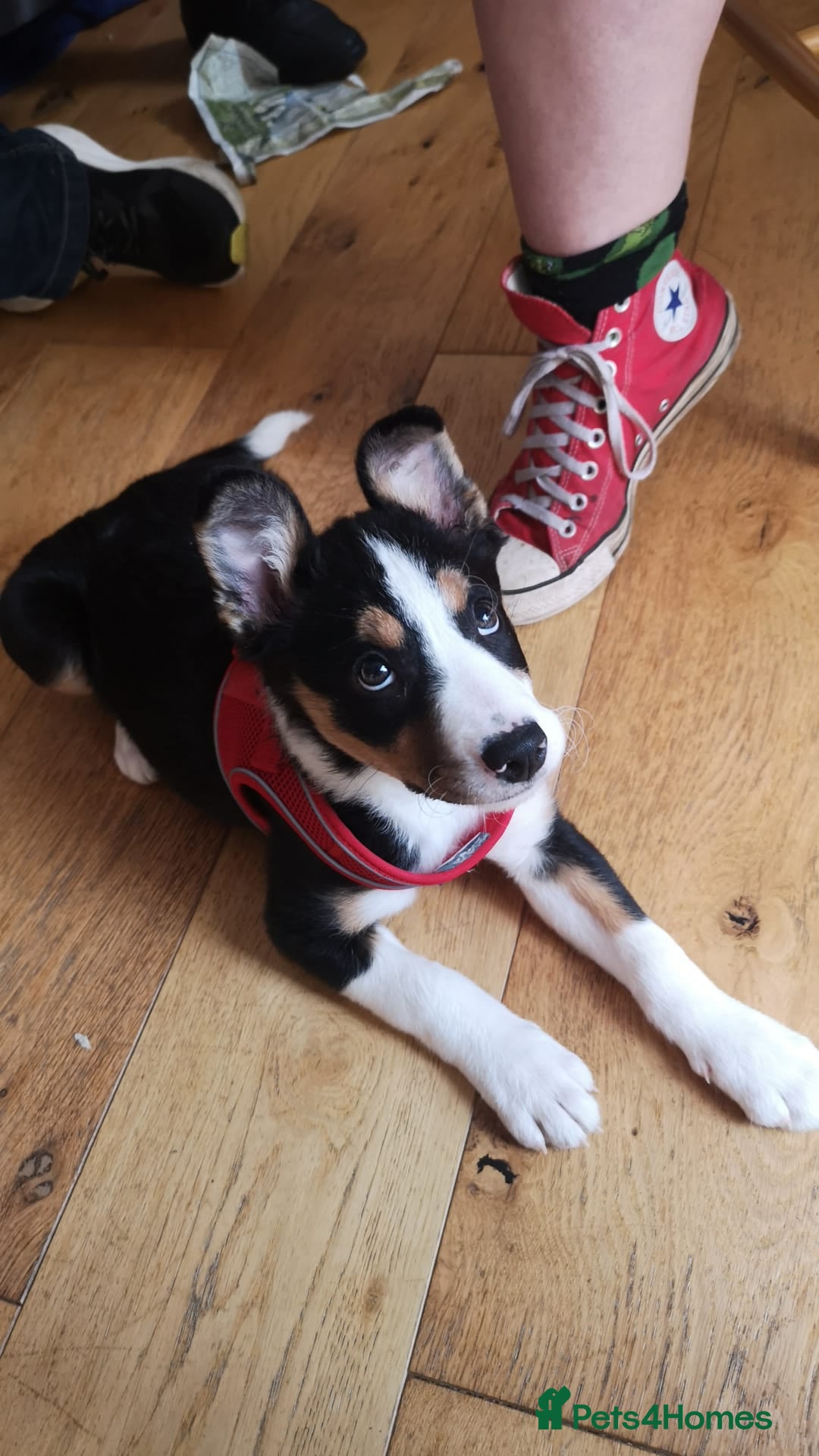 Mixed Breed dogs for sale: Looking for a new home  - Image 3