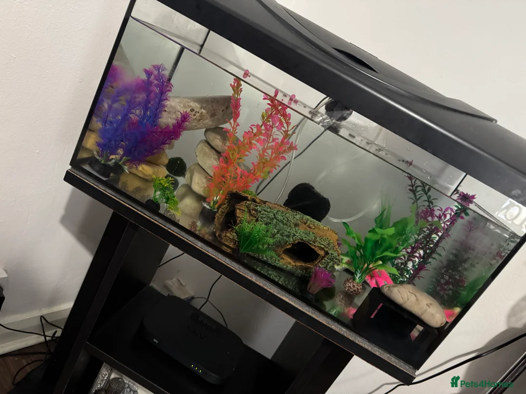 Axolotl reptiles for sale: Melanoid Female Axolotl  - Advert 3