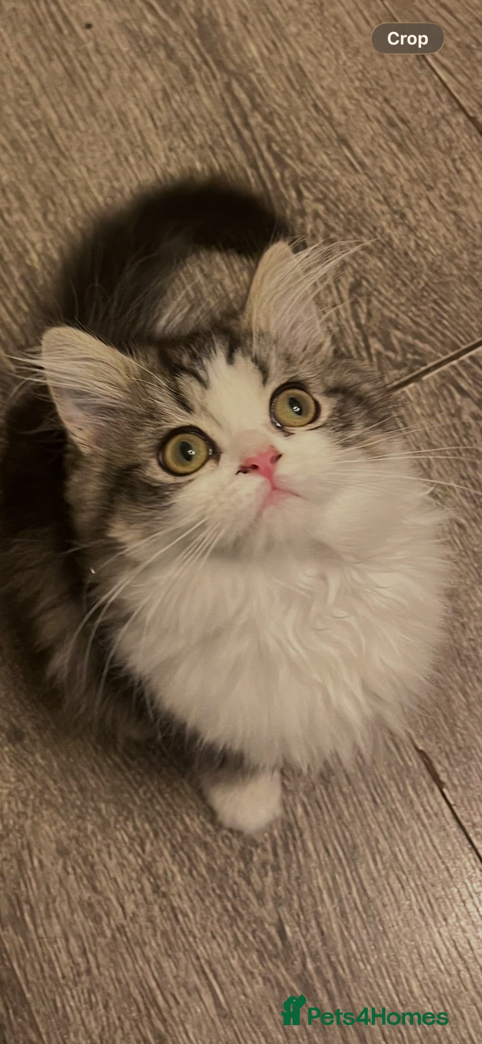 Maine Coon cats Beautiful Maine coon x Persian  - Advert 8