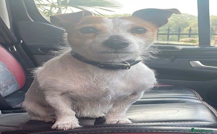 Jack Russell dogs - Advert 3