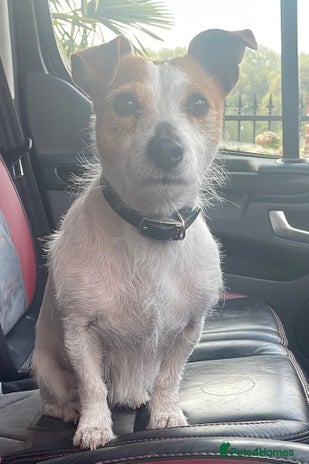 Jack Russell dogs - Advert 3