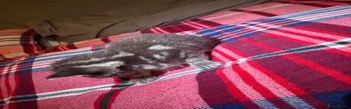 British Shorthair 4