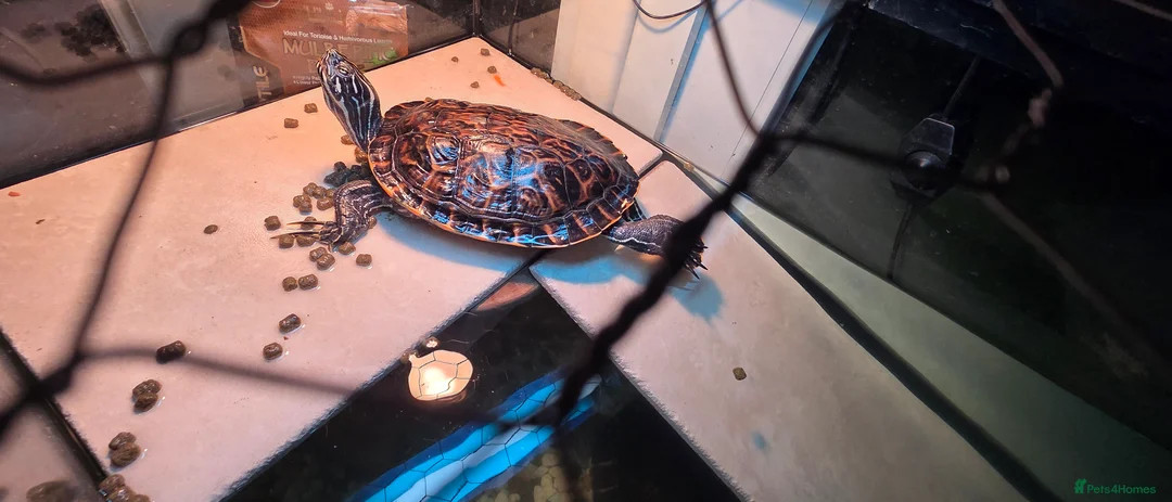 Turtle reptiles for sale: Turtle are free, set for sale. - Advert 4