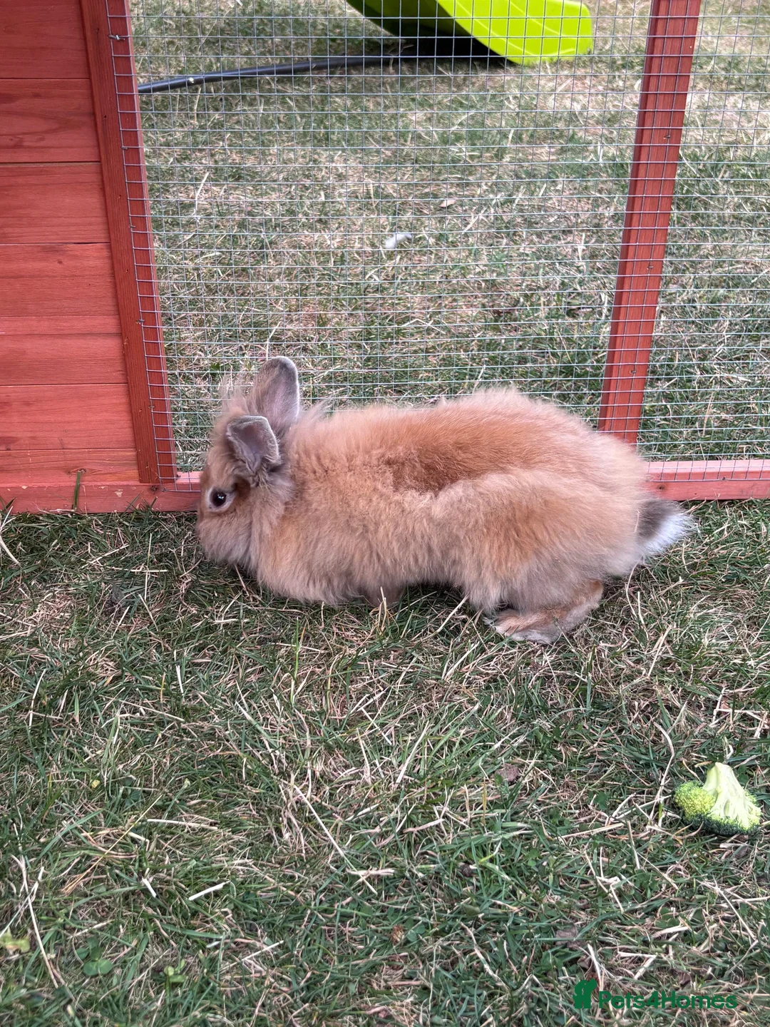 Lionhead rabbits for sale: Double mained lion head rabbit - Advert 2