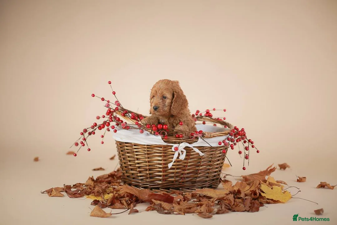 Miniature Poodle dogs for stud: Stunning Red Mini Poodle Stud, DNA Tested Clear. in Market Drayton - Advert 8