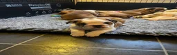 English Bulldog dogs for sale: KC British Bulldog puppies  in Liss - Advert 8