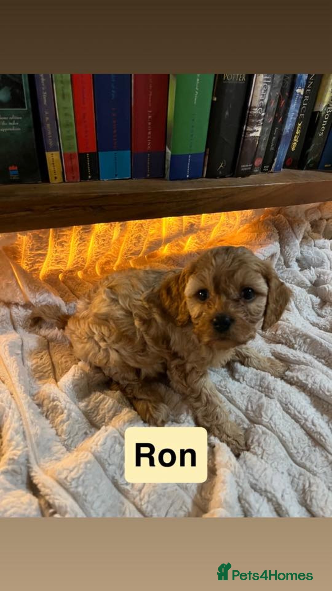 Cavapoo dogs for sale: Stunning Cavapoo Puppies - Advert 18