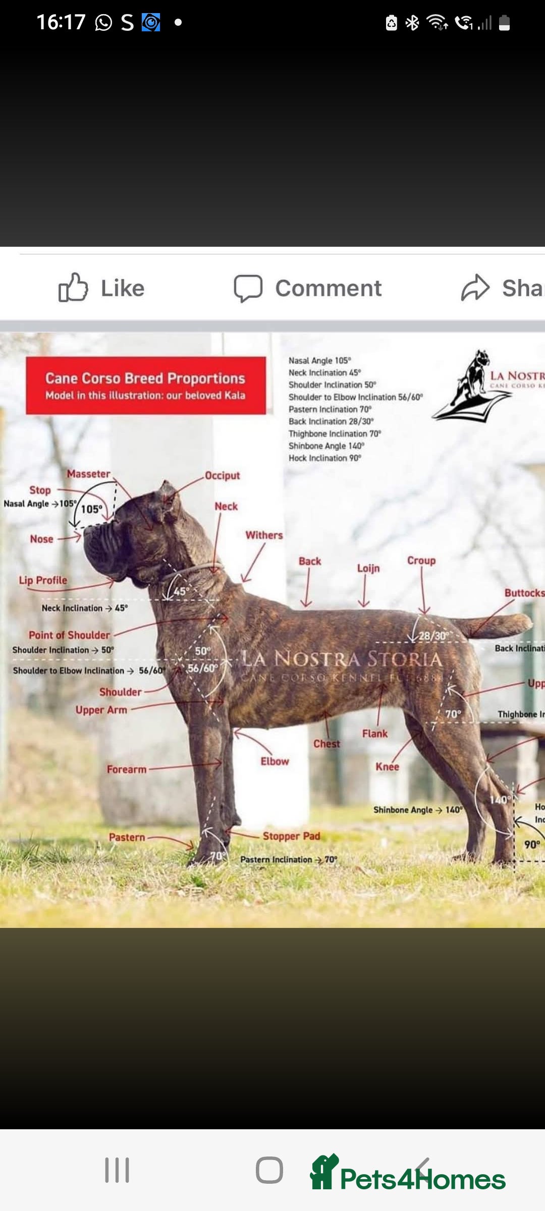 Cane Corso dogs for sale: 1 & only uk bloodline - Image 3