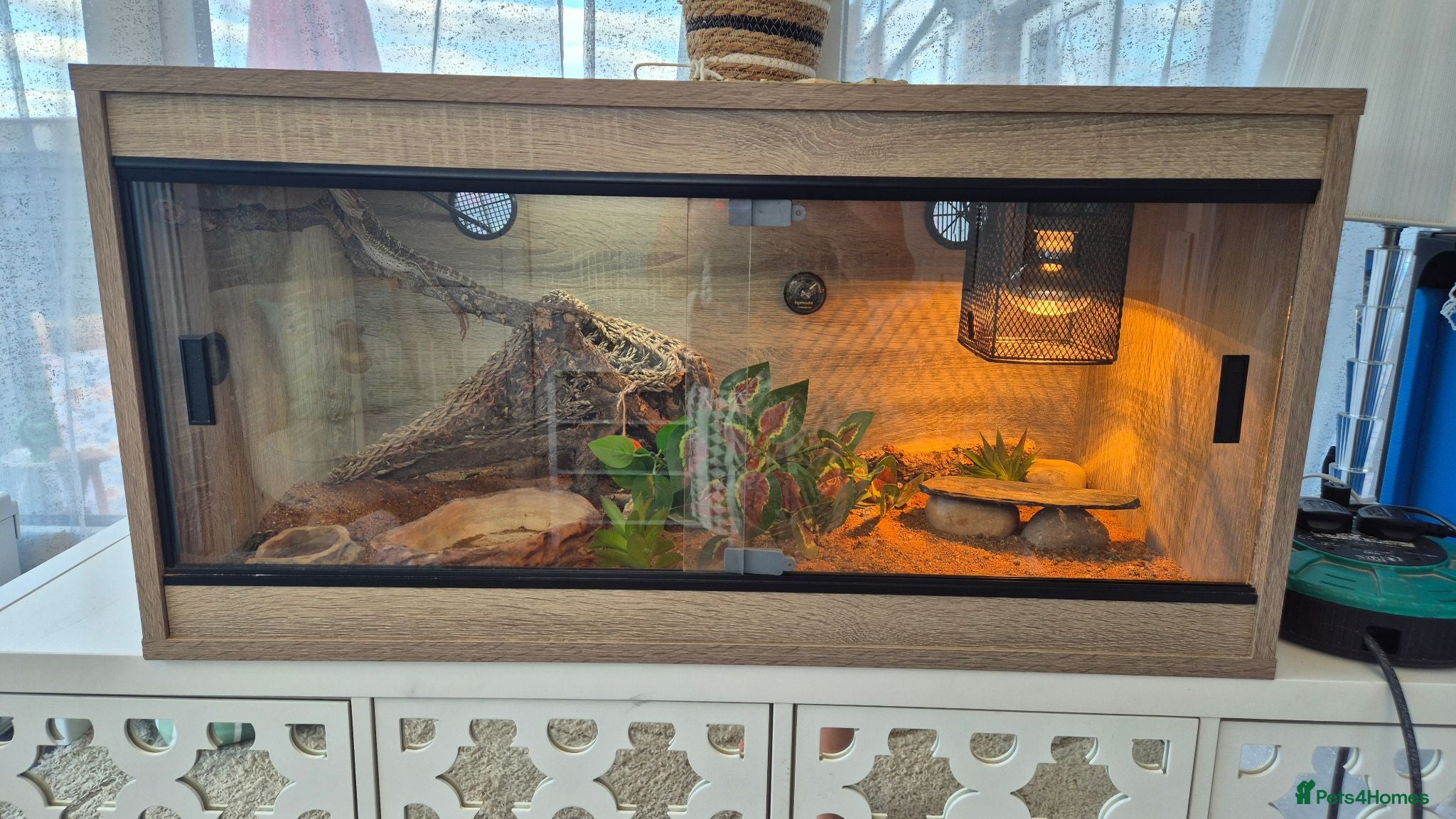 Bearded Dragon reptiles Bearded Dragon - Advert 11
