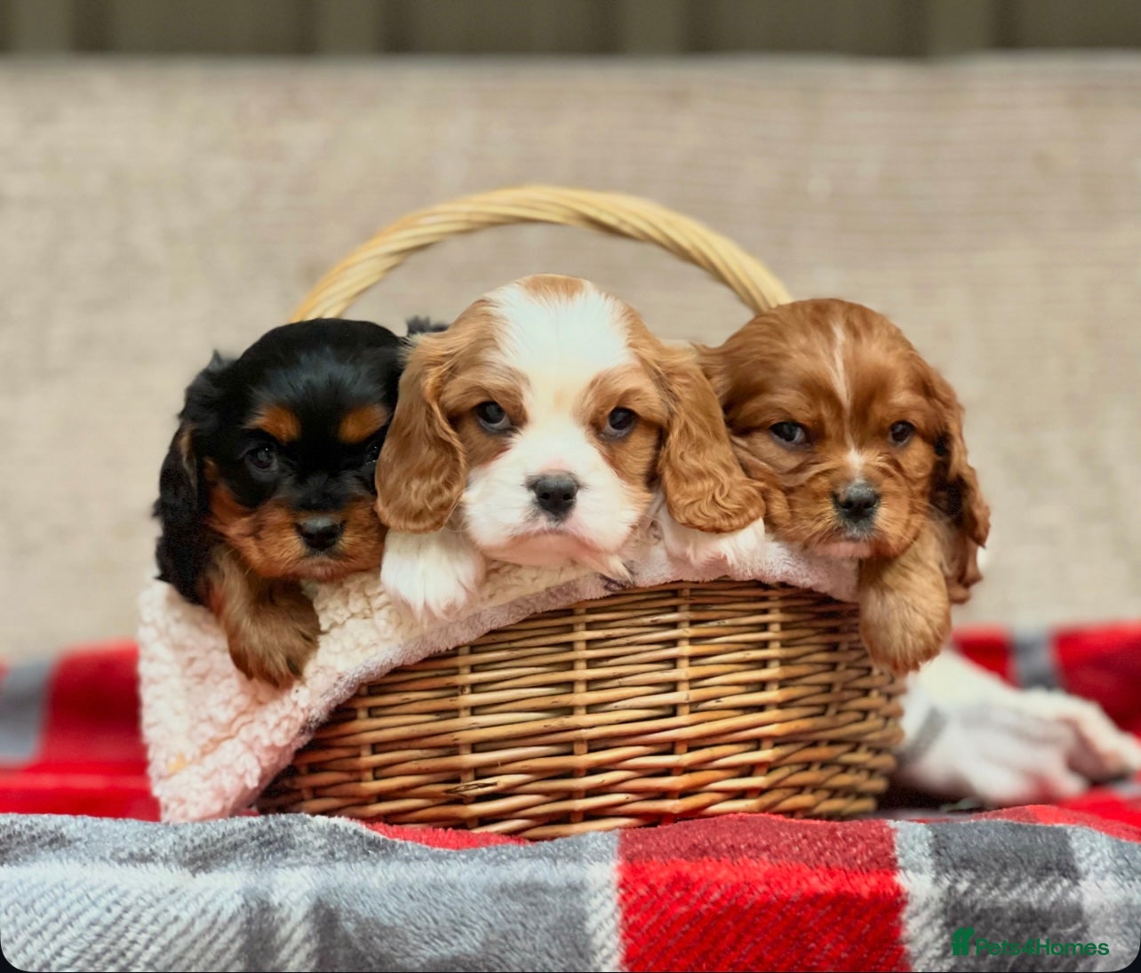 Cavalier King Charles Spaniel dogs CAVALIER KING CHARLES PUPPIES  - Advert 3