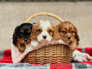 Cavalier King Charles Spaniel dogs CAVALIER KING CHARLES PUPPIES - Advert 4