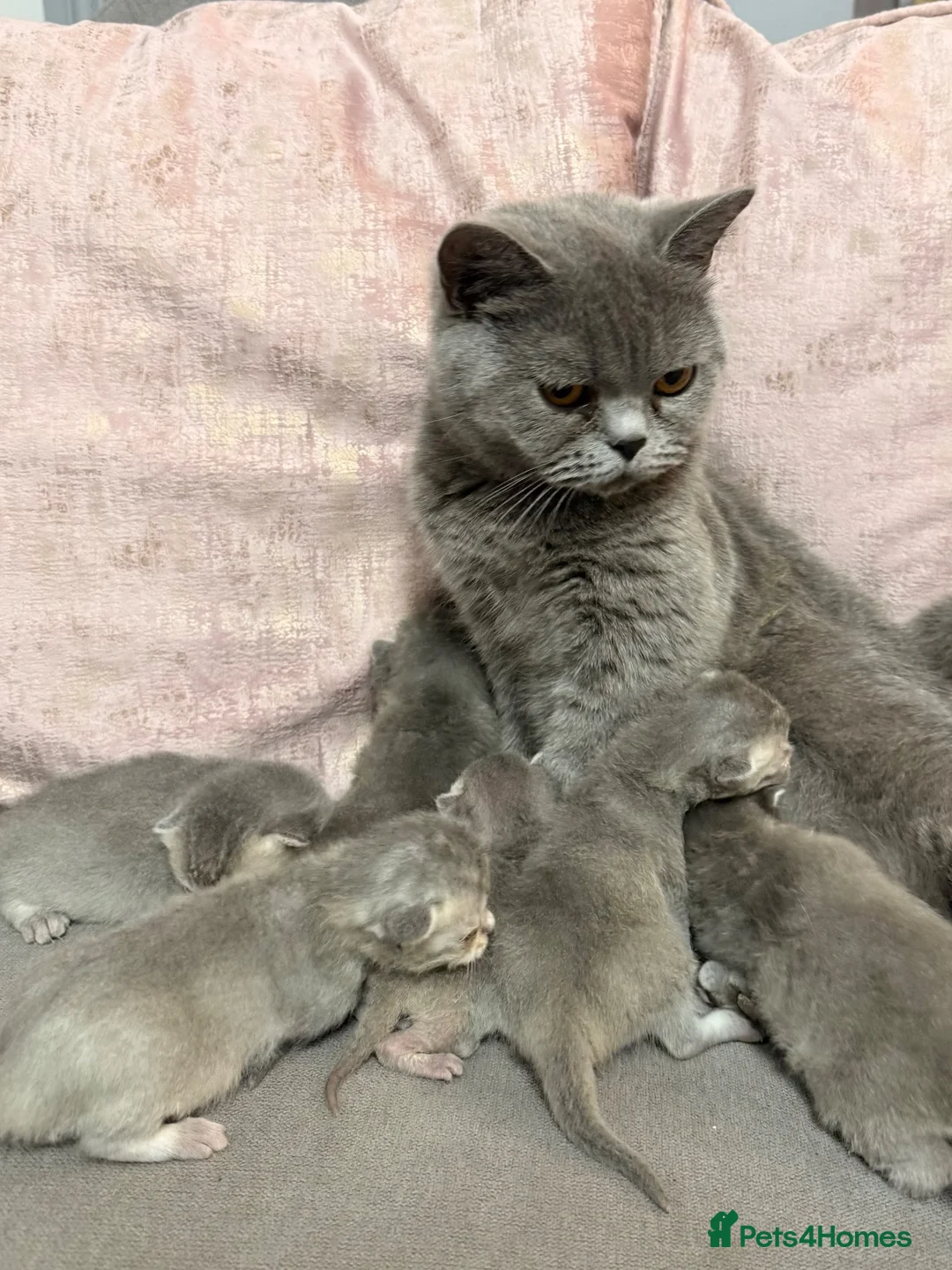 British Shorthair cats for sale: Blue Golden Shaded British Shorthair Kittens - Advert 14