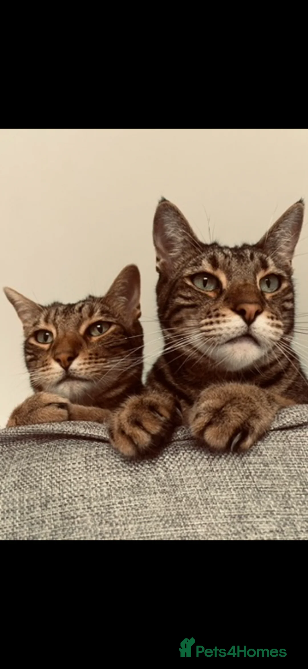 Mixed Breed cats for sale: Bengal and Savannah in Northwich - Advert 2