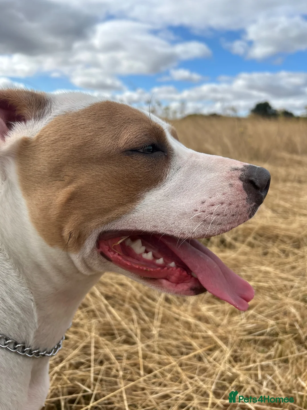 Mixed Breed dogs for sale: Staffy cross American Bully- Skye in Warminster - Advert 2