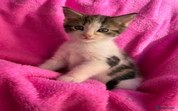 Maine Coon cats for sale: Beautiful Maine Coon Cross Kittens  - Image 8