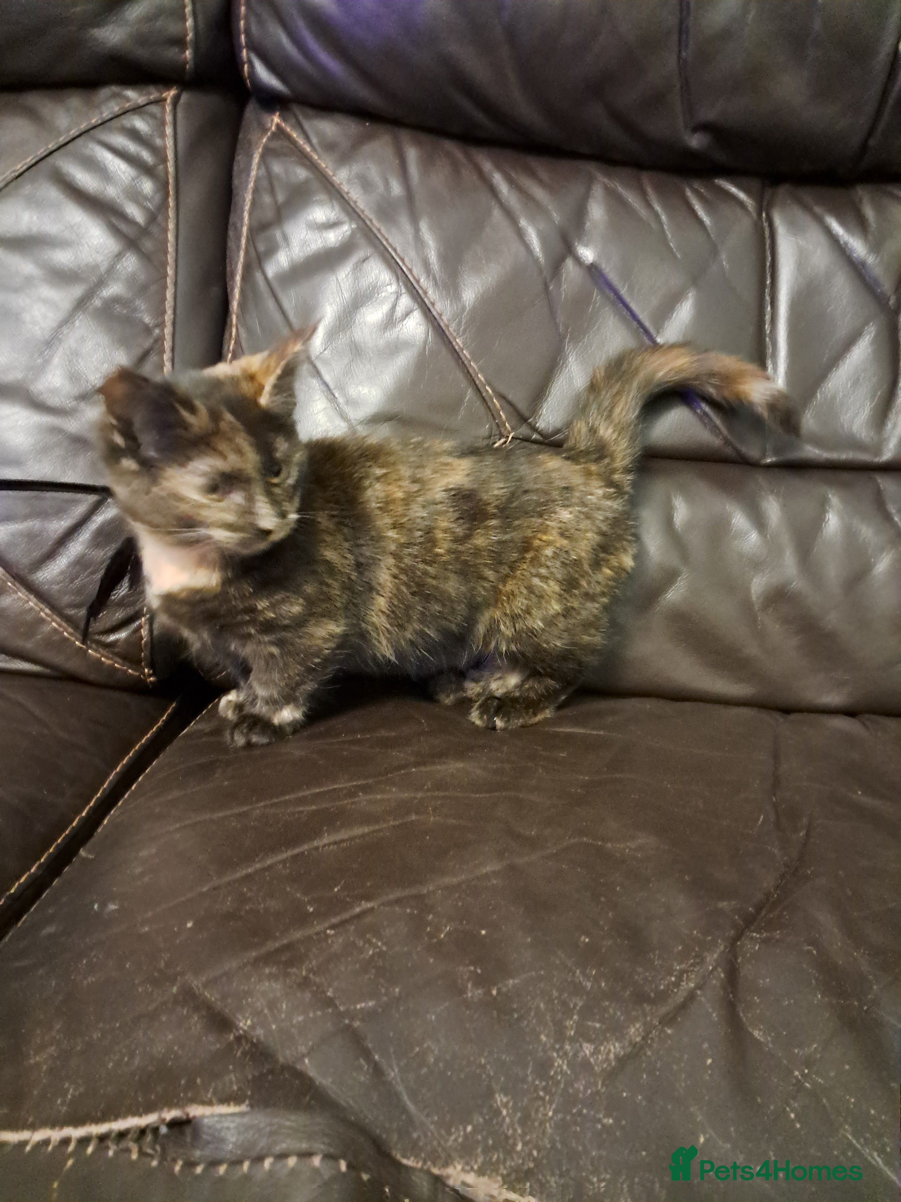 Munchkin cats Munchkin, Sausage kittens - Advert 16