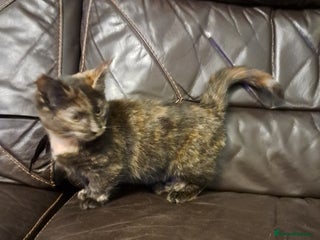 Munchkin cats Munchkin, Sausage kittens - Advert 16