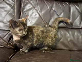 Munchkin cats Munchkin, Sausage kittens - Advert 2