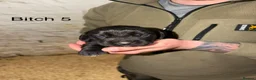 Cockerdor dogs for sale: ⭐ Exceptional Cockerdor Puppies ⭐ - Advert 26