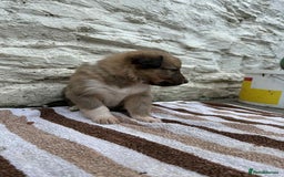 Mixed Breed dogs for sale: Welsh collies X Border collie - Image 11