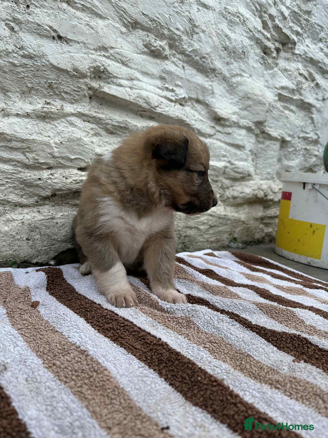 Mixed Breed dogs for sale: Welsh collies X Border collie - Image 11