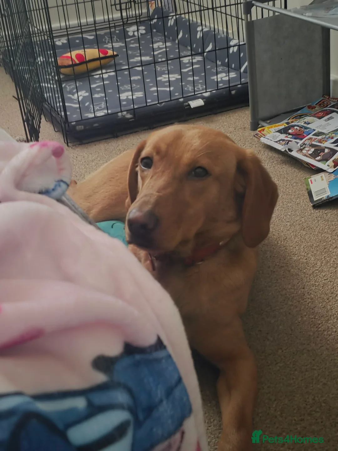 Labrador Retriever dogs for sale: Fox Red Labrador - Advert 2