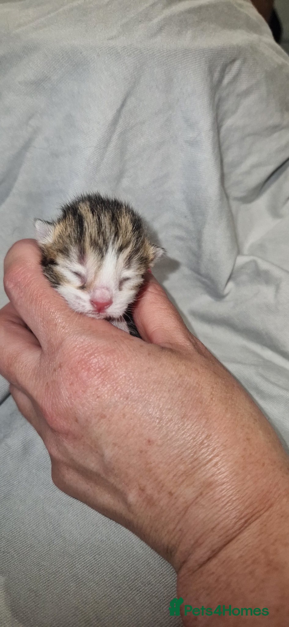 British Shorthair cats for sale: Kittens  - Advert 5