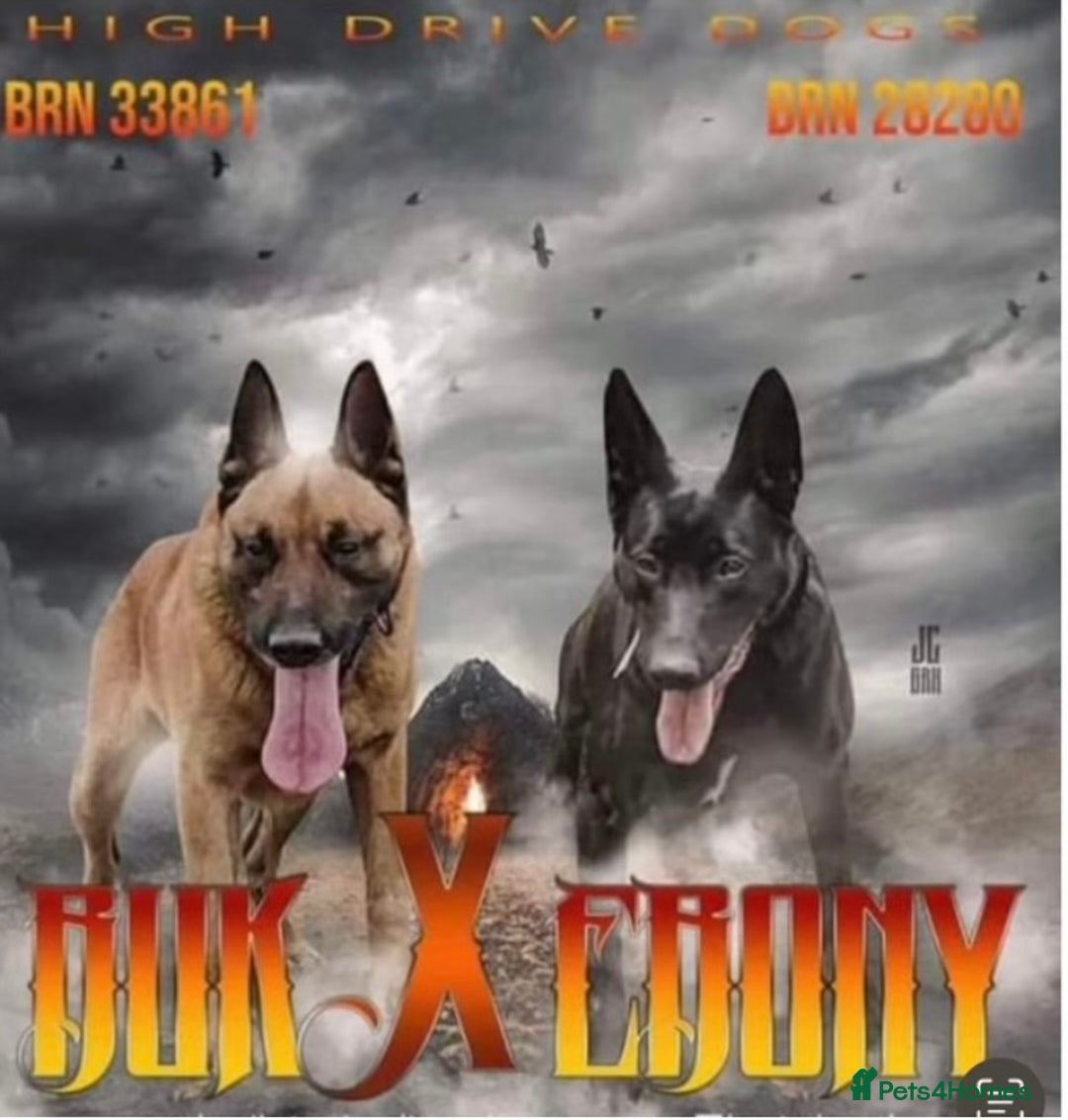 Belgian Shepherd Dog dogs for sale: Dutch Herder Puppies  - Image 24