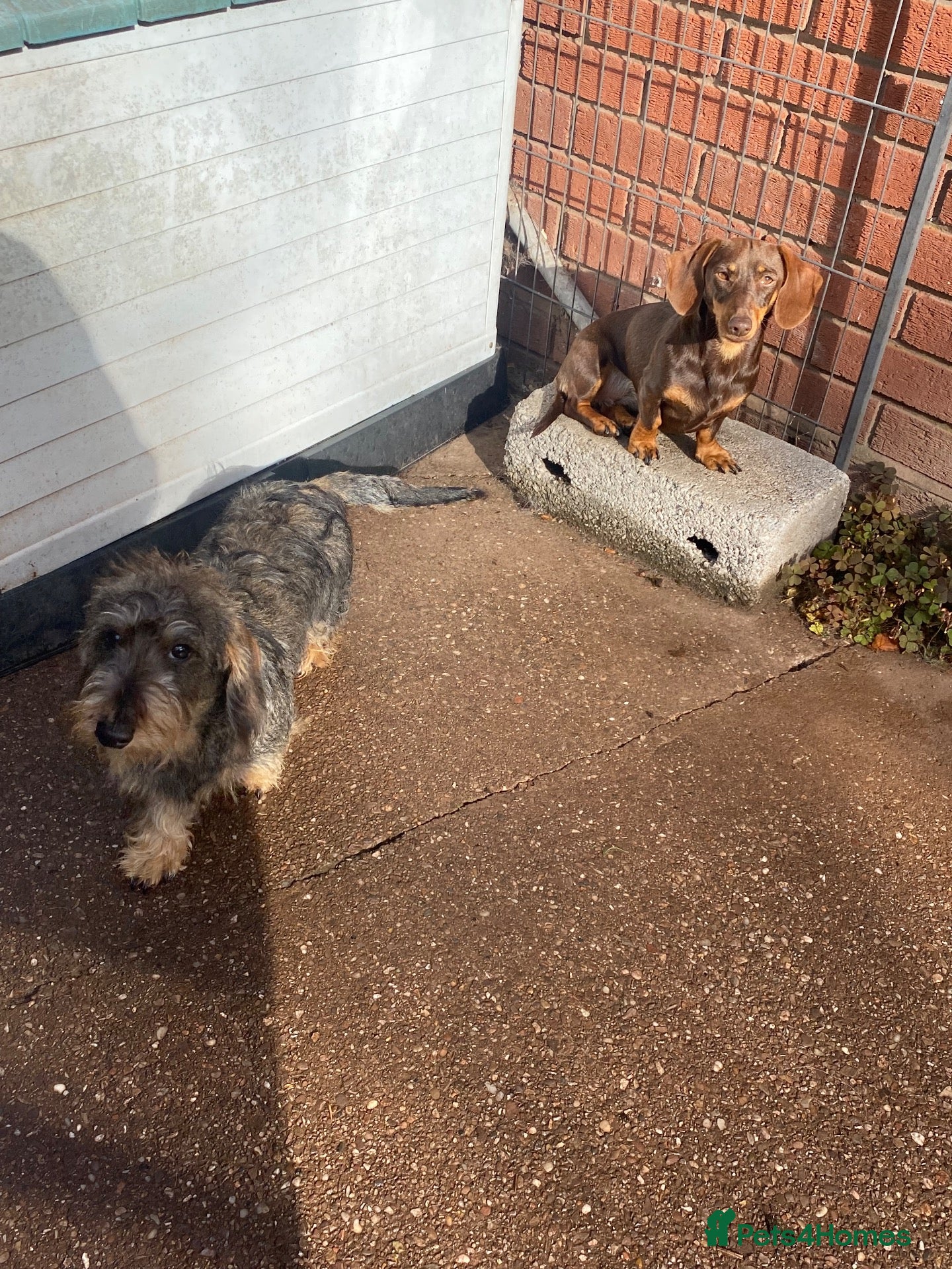 Miniature Dachshund dogs Two pure female dachshunds  - Advert 1