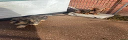 Miniature Dachshund dogs for sale: Two pure female dachshunds  - Advert 1