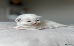 Ragdoll cats for sale: 🐾 Ragdoll kittens - ONE MALE TWO FEMALE LEFT 🐾 - Image 11