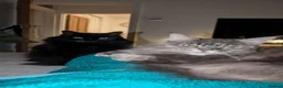 Mixed Breed cats for sale: Isha  - Advert 1