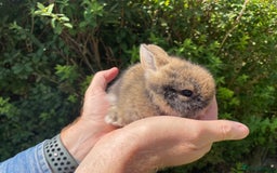 Lionhead rabbits for sale: 4 Beautiful Lionhead Baby Bunnies - Image 8
