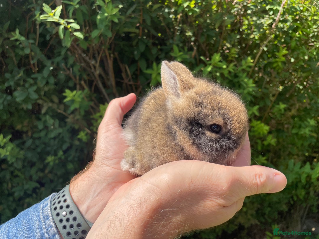 Lionhead rabbits for sale: 4 Beautiful Lionhead Baby Bunnies - Image 8