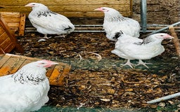 Chickens poultry for sale: Point of Lay Chickens - AVAILABLE NOW - Image 11