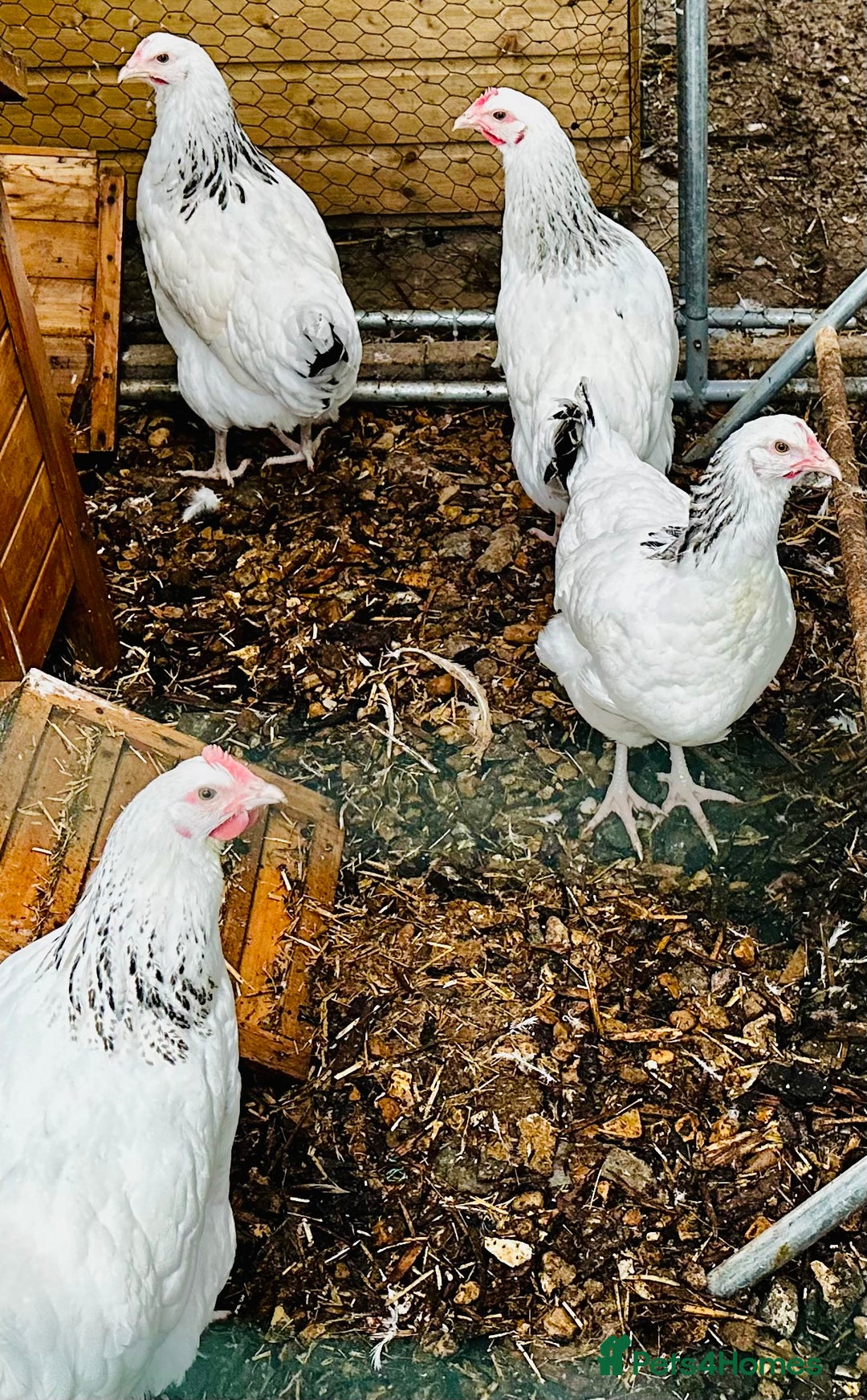 Chickens poultry for sale: Point of Lay Chickens - AVAILABLE NOW - Image 11