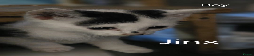 Domestic Shorthair Kitten 3