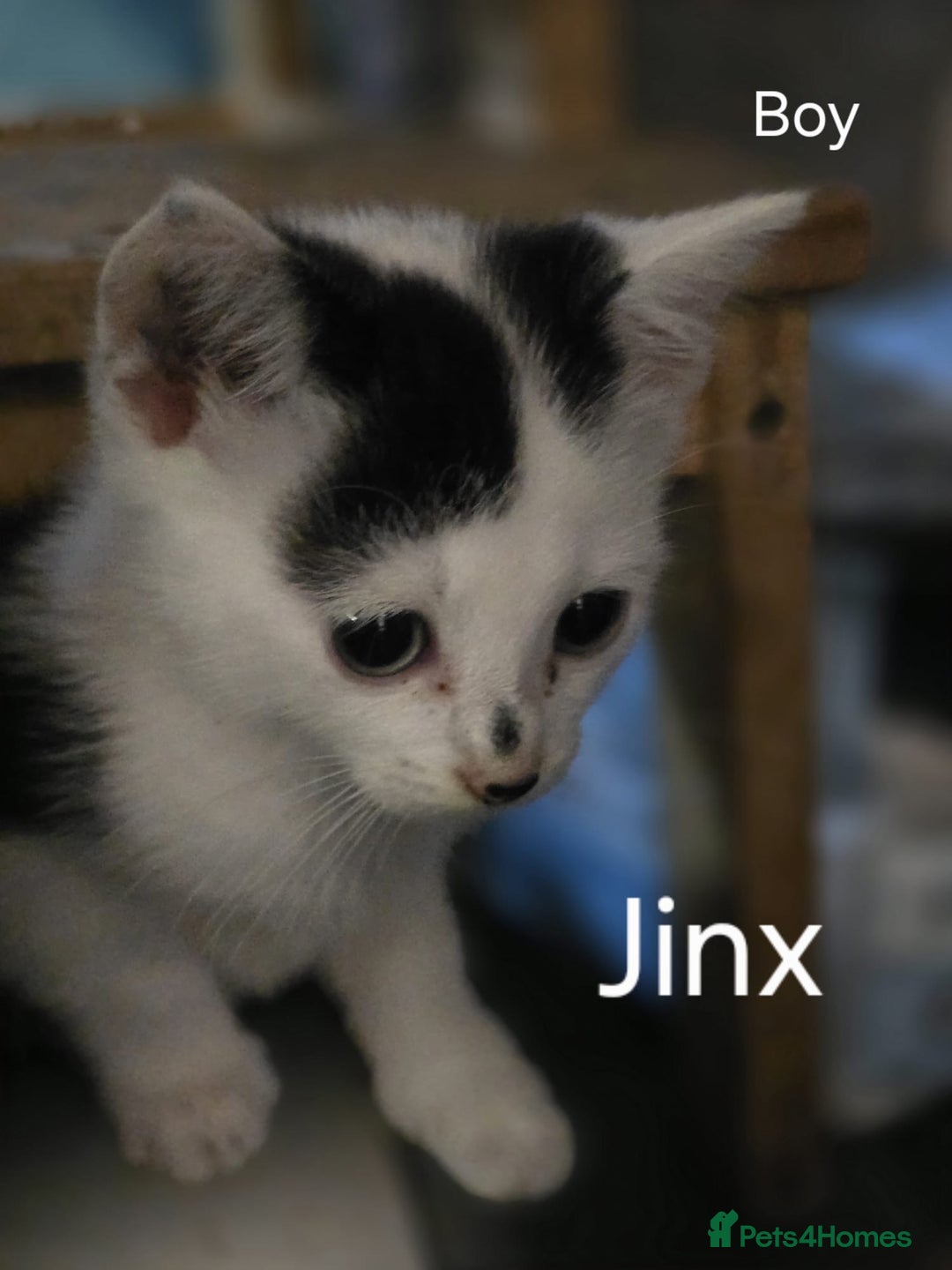 Domestic Shorthair cats for sale: Kittens for sale  - Image 8
