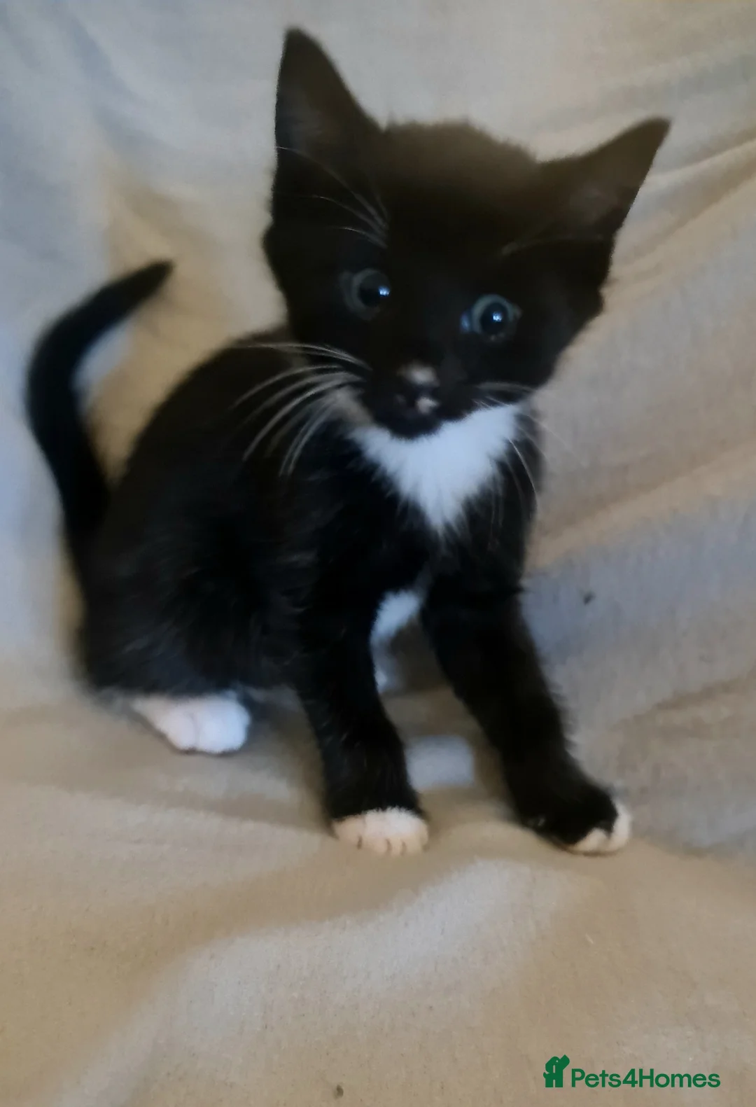 British Shorthair cats for sale: Kittens - Advert 13