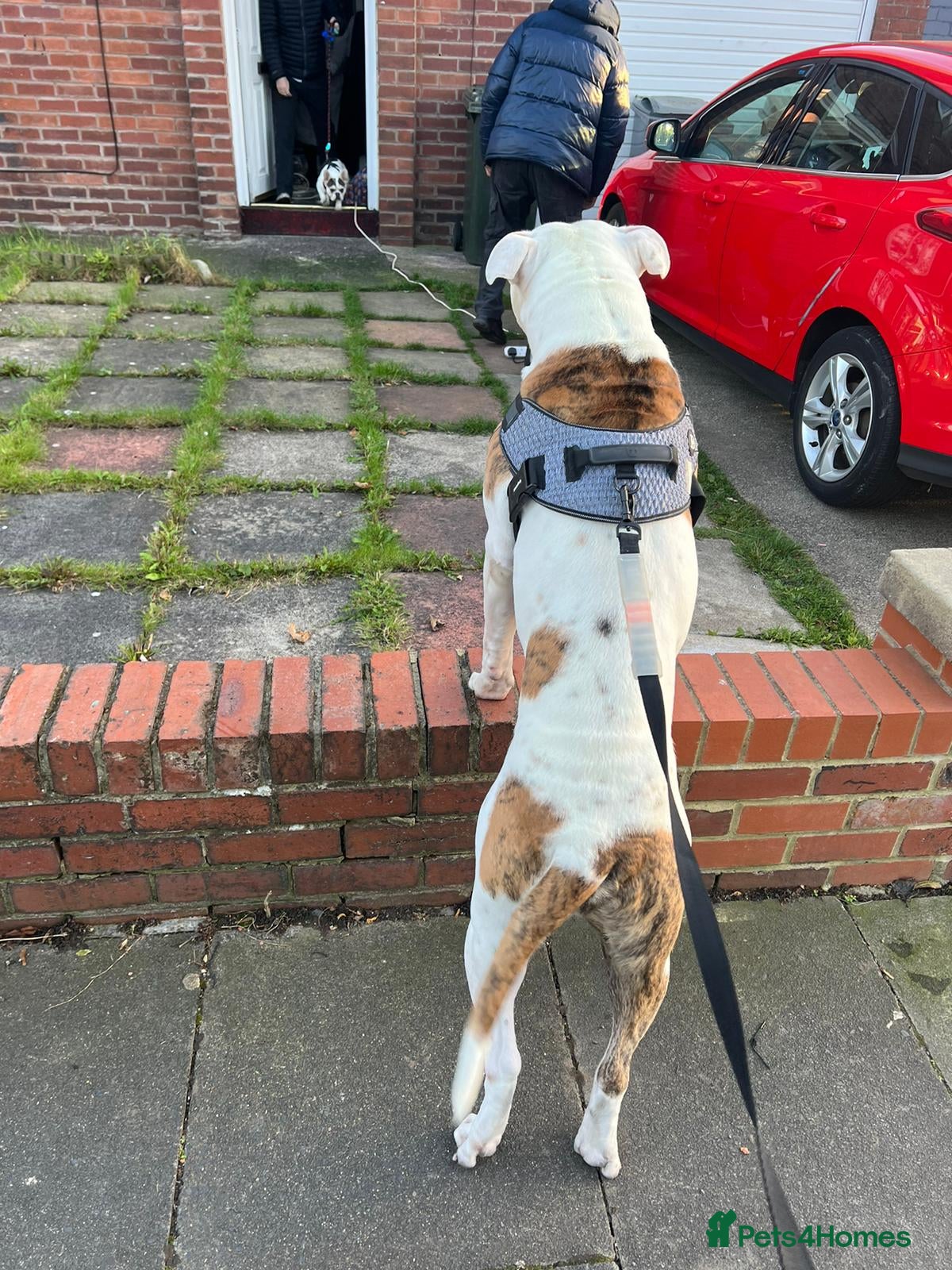 American Bulldog dogs 4 Year old American Bulldog for stud - Advert 18