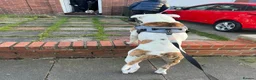 American Bulldog dogs for stud: 4 Year old American Bulldog for stud in Newcastle upon Tyne - Advert 1