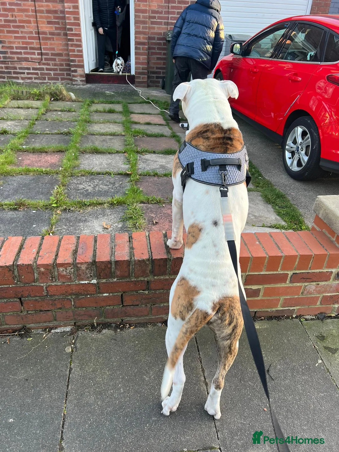 American Bulldog dogs for stud: 4 Year old American Bulldog for stud in Newcastle upon Tyne - Advert 1
