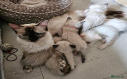 Ragdoll cats for sale: 7 beautiful fluffy Ragdoll cats.  - Image 4