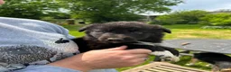 Border Collie dogs for sale: Beautiful long haired collie pups - Advert 5