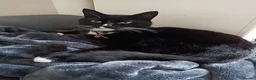 Domestic Shorthair cats for sale: Black & White domestic shorthair  - Advert 1