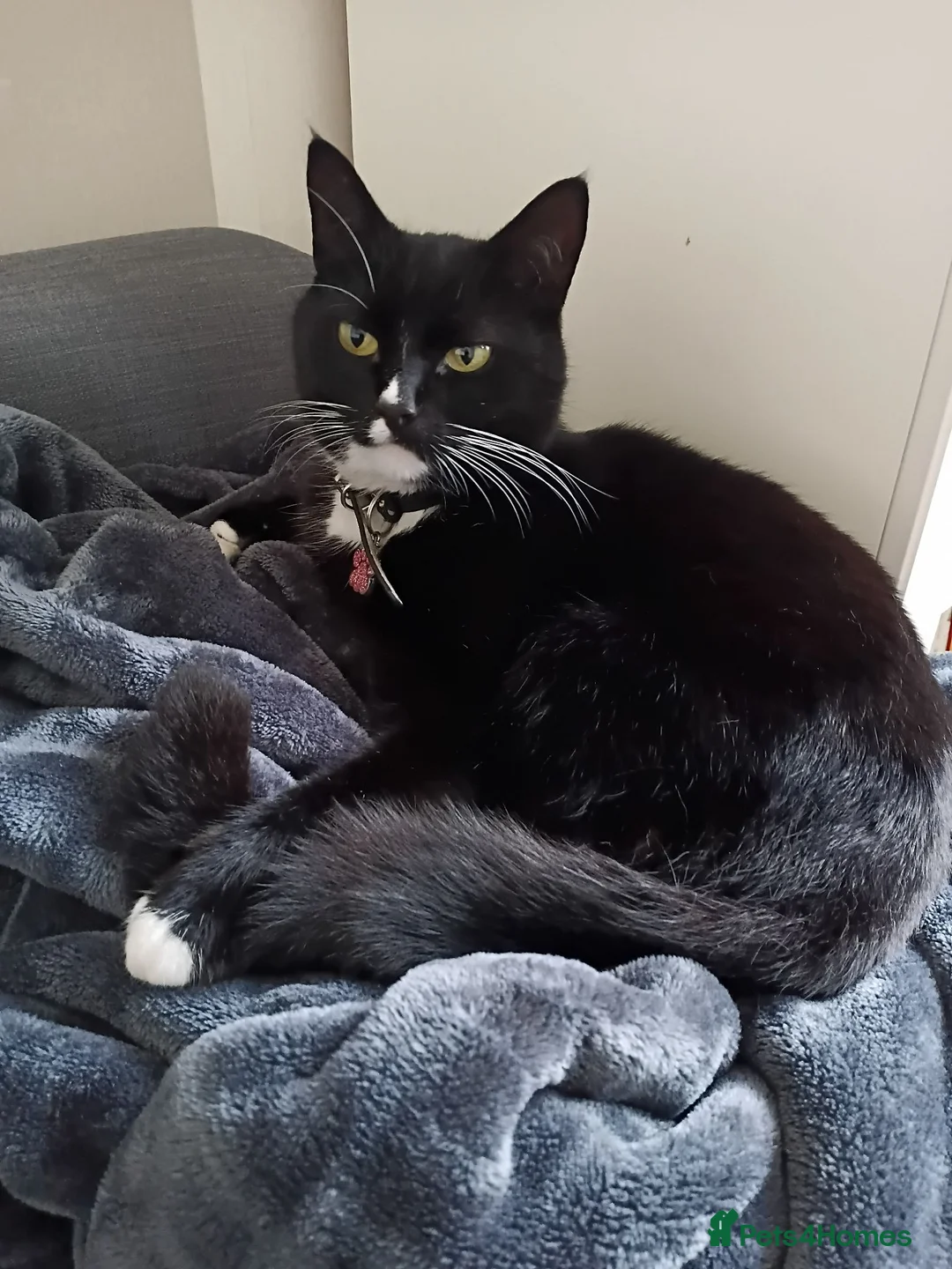 Domestic Shorthair cats for sale: Black & White domestic shorthair  - Advert 1
